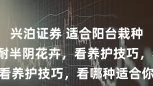 兴泊证券 适合阳台栽种的7种春季耐半阴花卉，看养护技巧，看哪种适合你